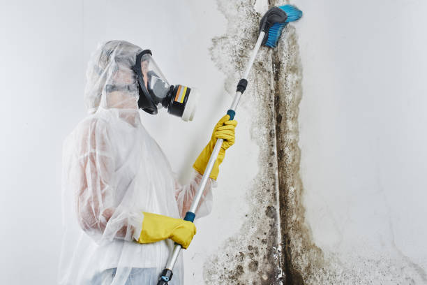 Why You Should Choose Our Mold Remediation Services in Buna, TX